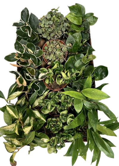 Hoya Premium Assortment